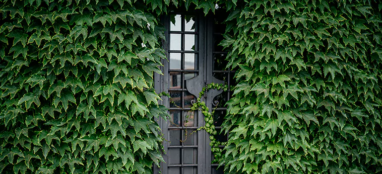 Garden Gate Repair in San Lorenzo, CA